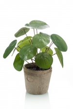 Pilea (pannekoek) bush in terracotta pot aged rond 11cm